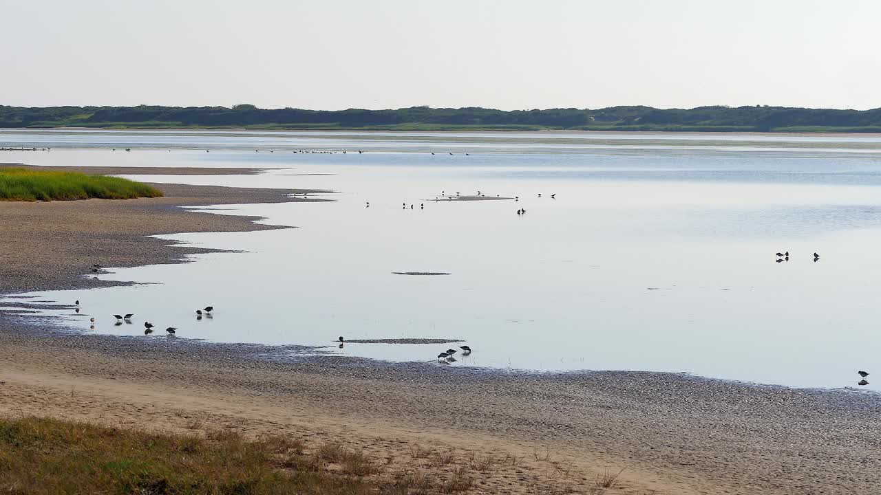 小海鸟在海岸的海浪中寻找食物。视频素材