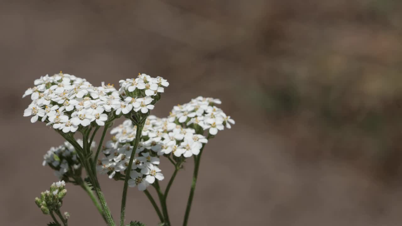 千叶阿基莱拉开花-圣贝纳迪诺MTNS - 070921视频素材