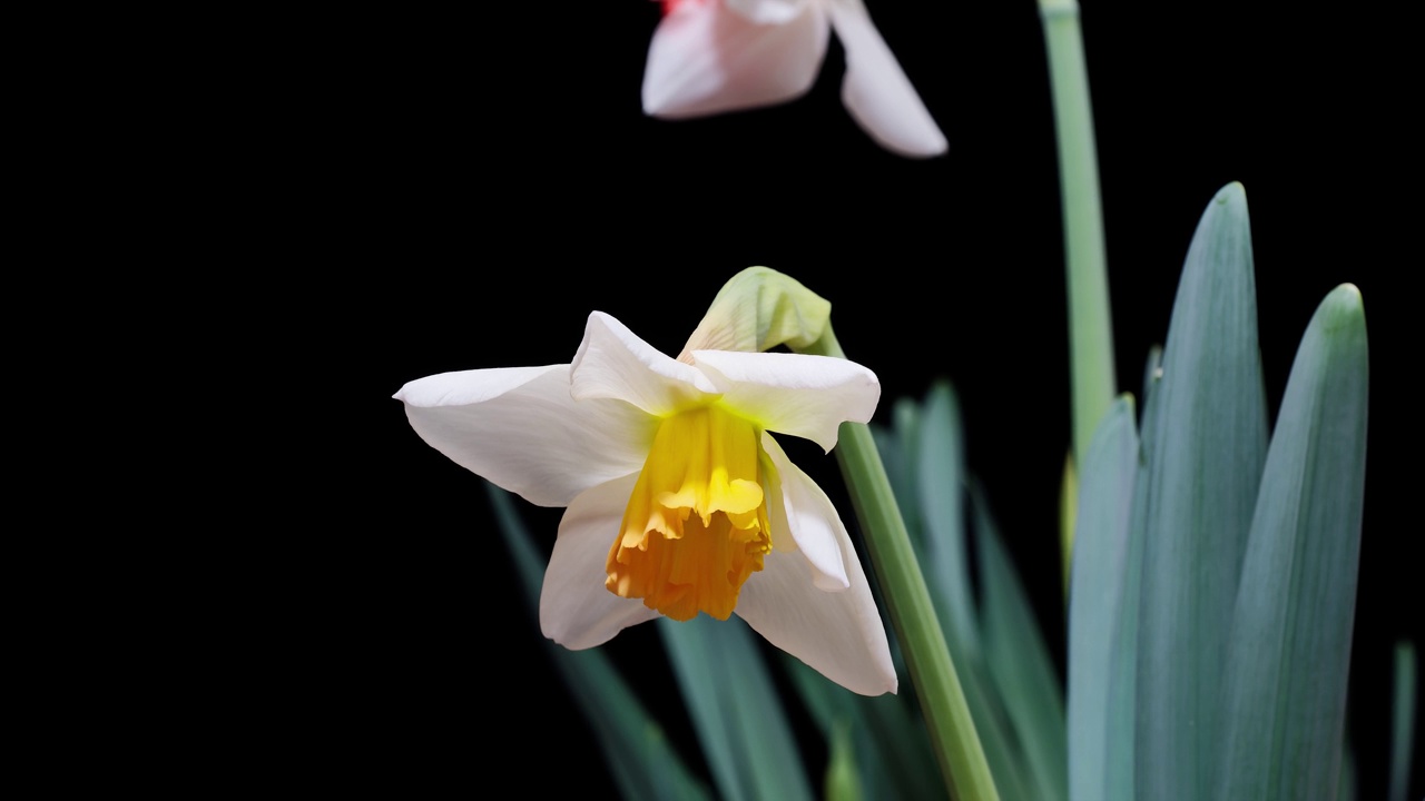 延时镜头，盛开的白色水仙(水仙花假arciss)喇叭水仙花孤立在黑色背景，从蓓蕾到盛开，4k视频。视频素材