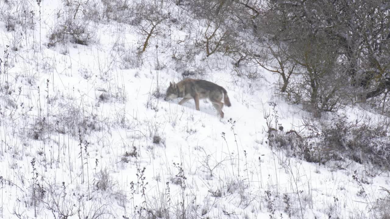 狼在雪地里行走视频素材