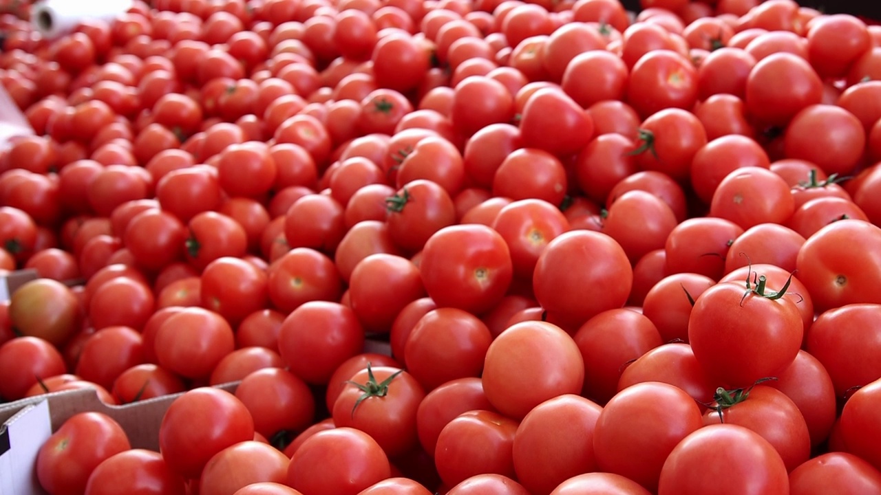 在市场的摊位上摘西红柿视频下载