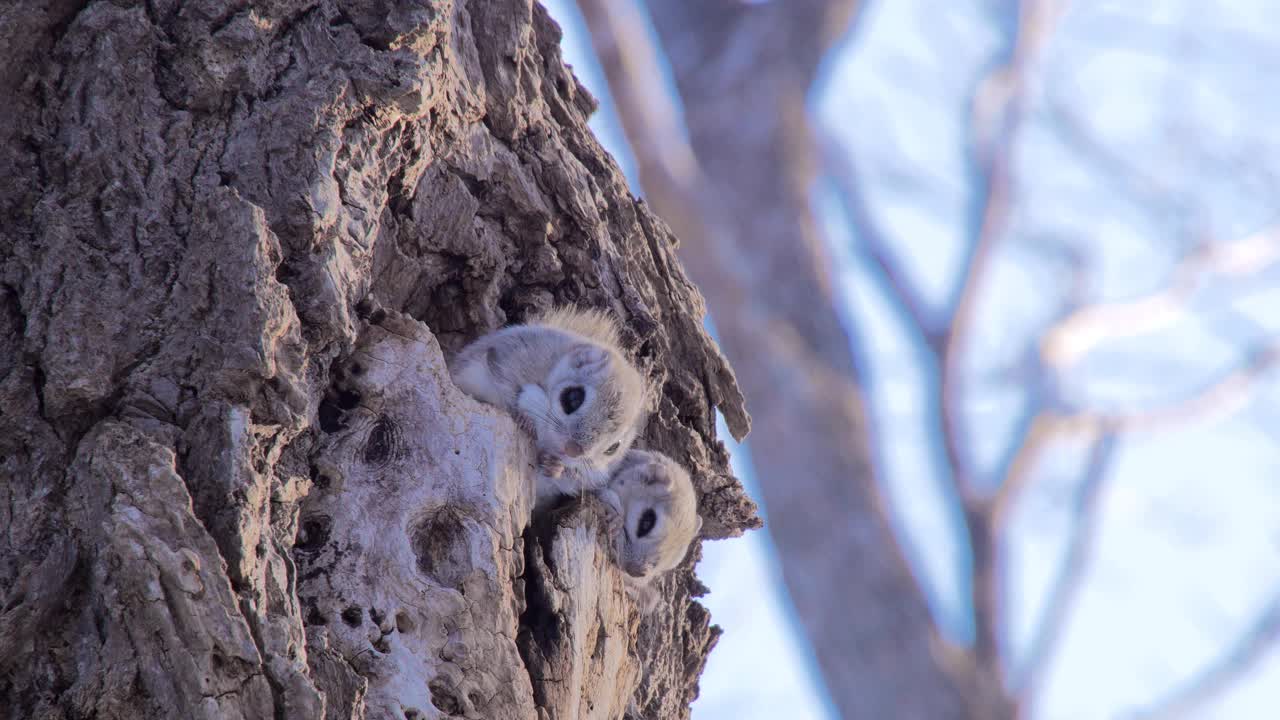 鼯鼠(Ezo momonga)视频下载