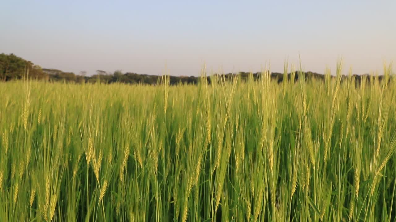 绿色大麦种植园。盛开的绿色小麦在午后的阳光下随风摇摆。视频素材