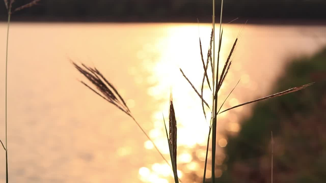 剪影草花与模糊的波浪在傍晚视频素材