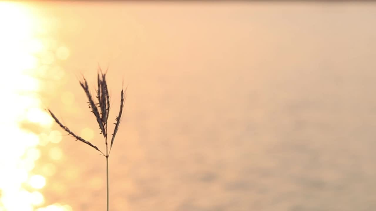 剪影草花与模糊的波浪在傍晚视频素材