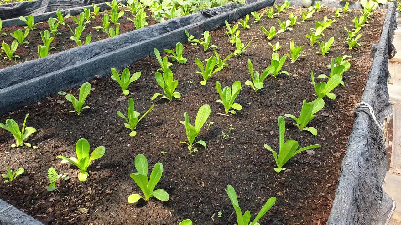 有机种植中的长叶莴苣。视频素材