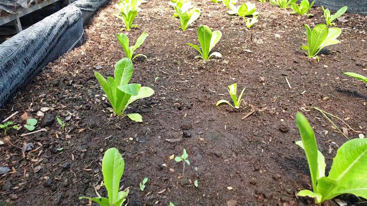 有机种植中的长叶莴苣。视频素材