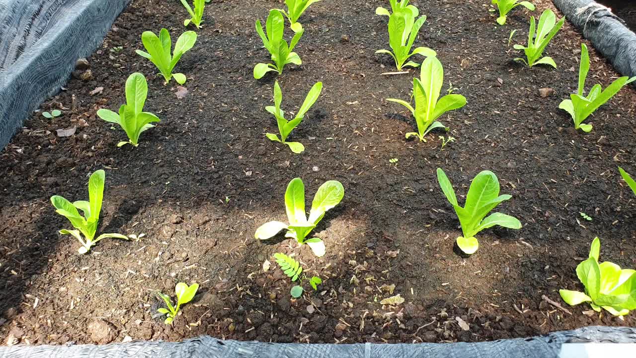 有机种植的莴苣。视频素材