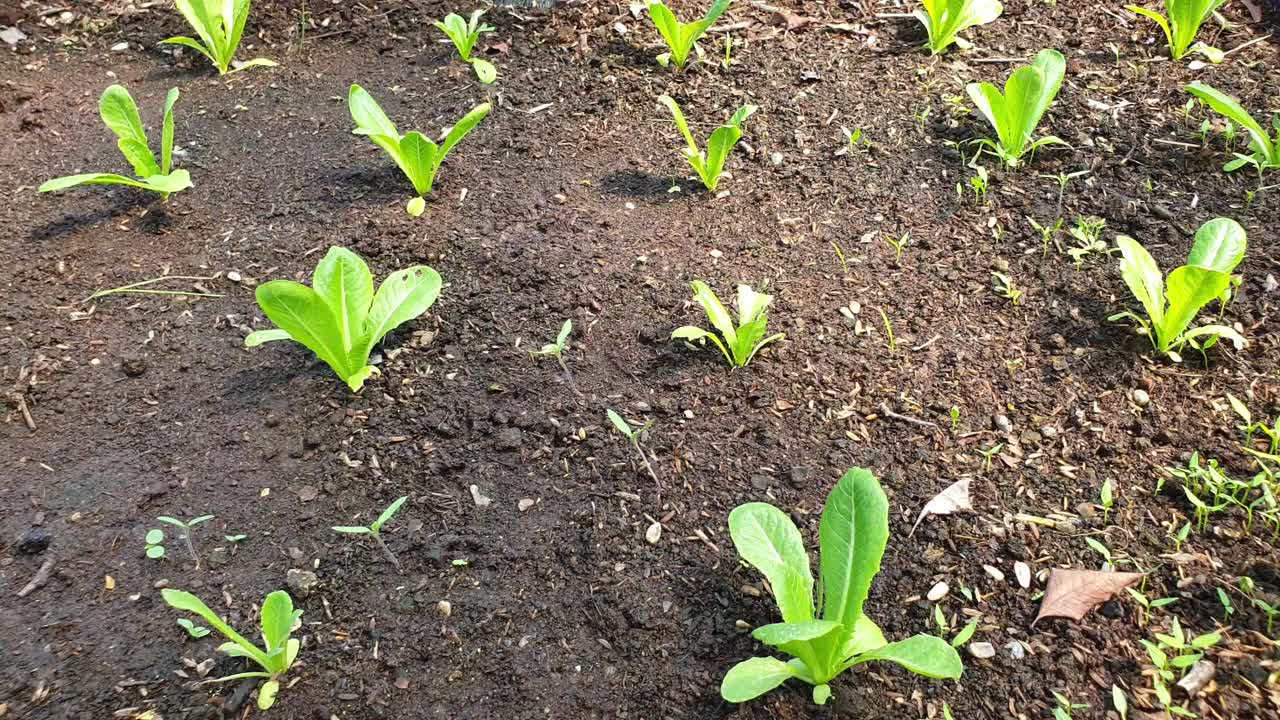 有机种植中的长叶莴苣。视频素材