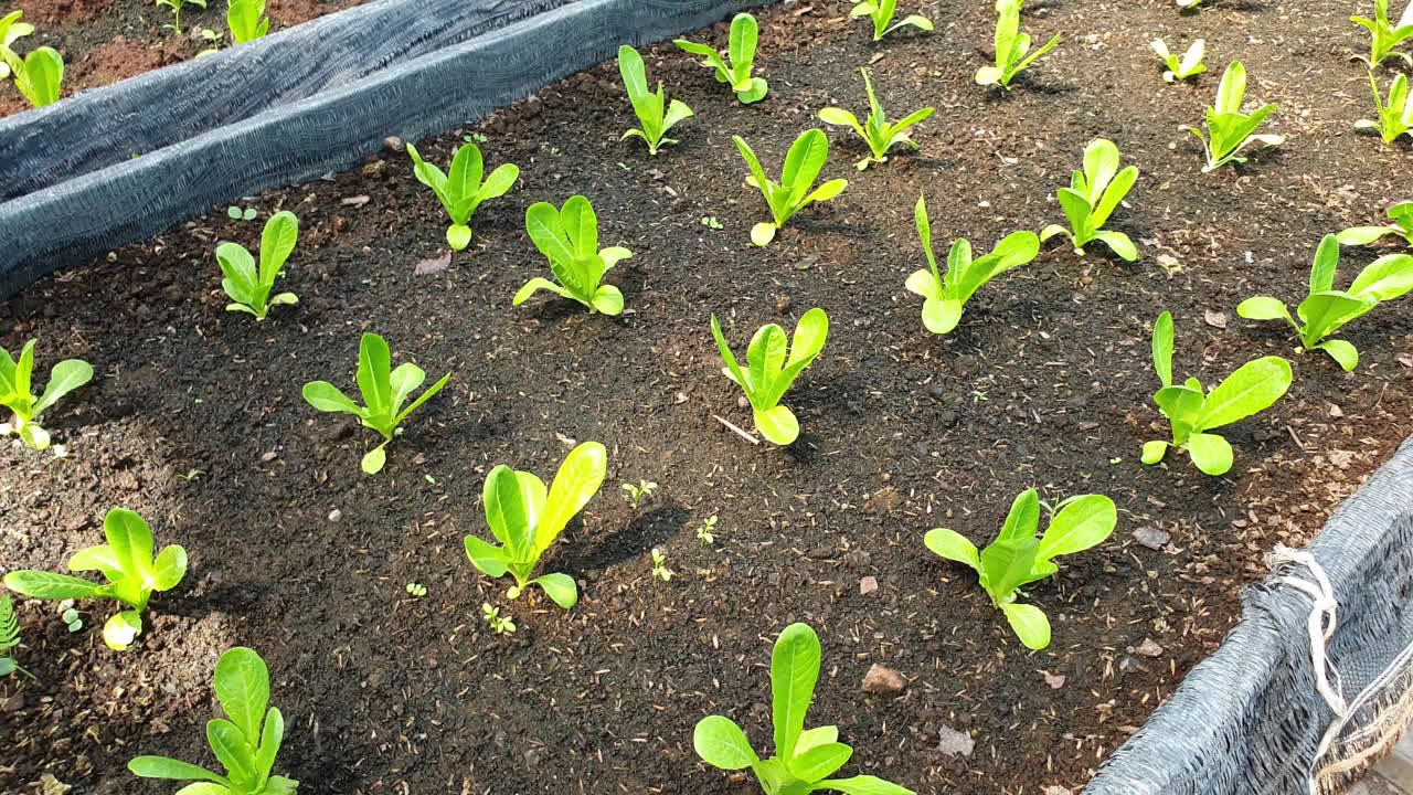 有机种植中的长叶莴苣。视频素材