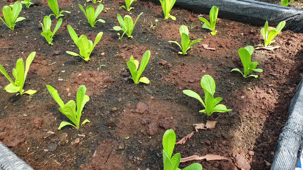 有机种植的莴苣。视频素材