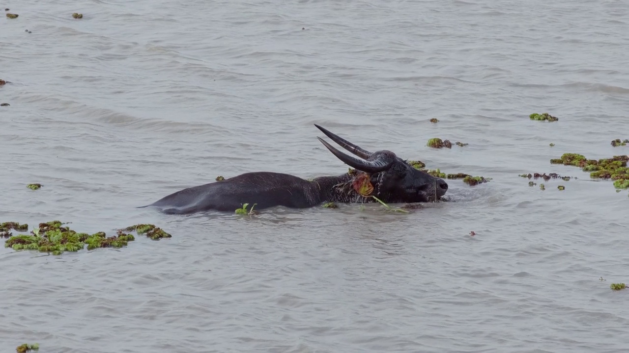 野生水牛在湖里捕食水下的草或海藻视频素材