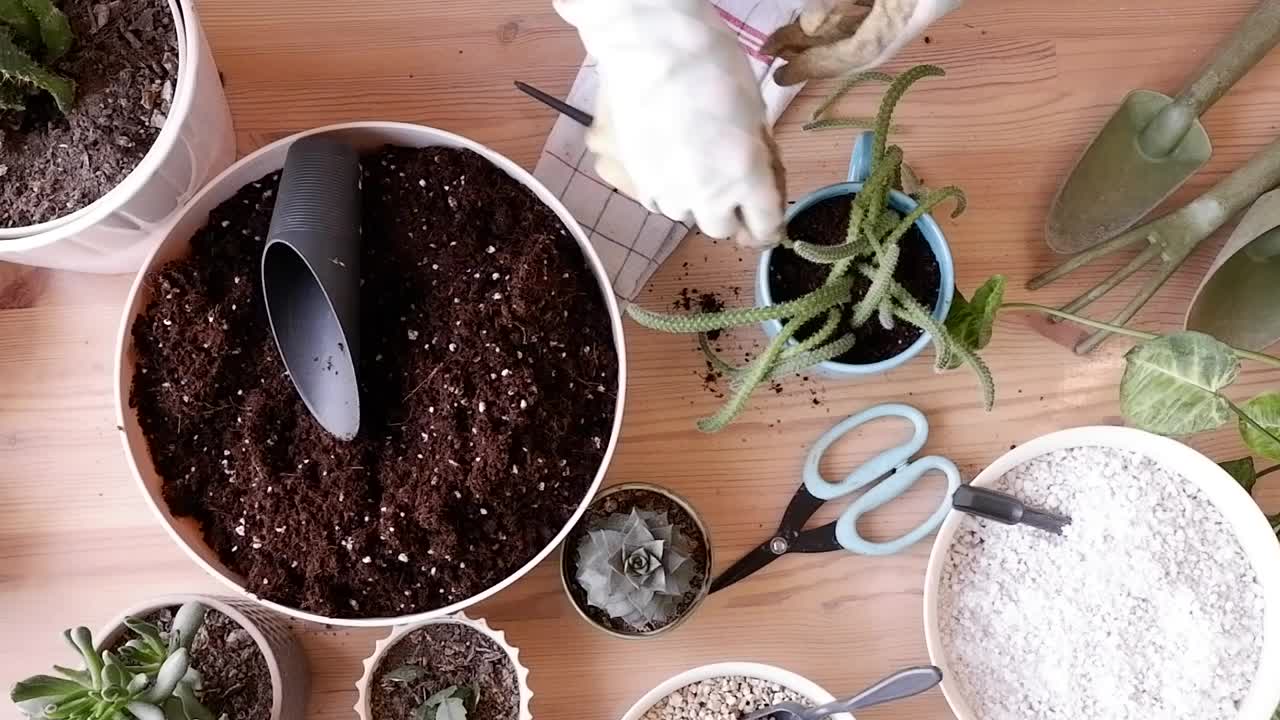 春天在家里照顾餐桌上的室内植物的女人视频素材