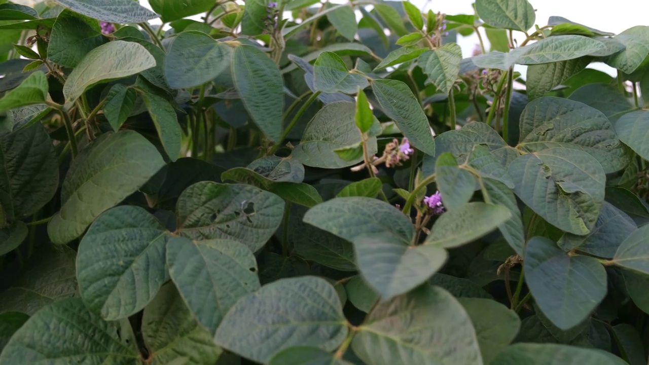 靠近大豆种植园，它开出了紫色的花。农业视频素材