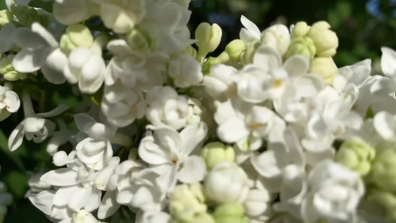 近距离花园植物白丁香视频素材