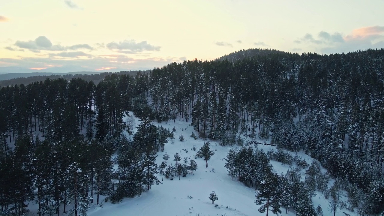 在忧郁的天空下，冬天鸟瞰白雪皑皑的松林。视频素材