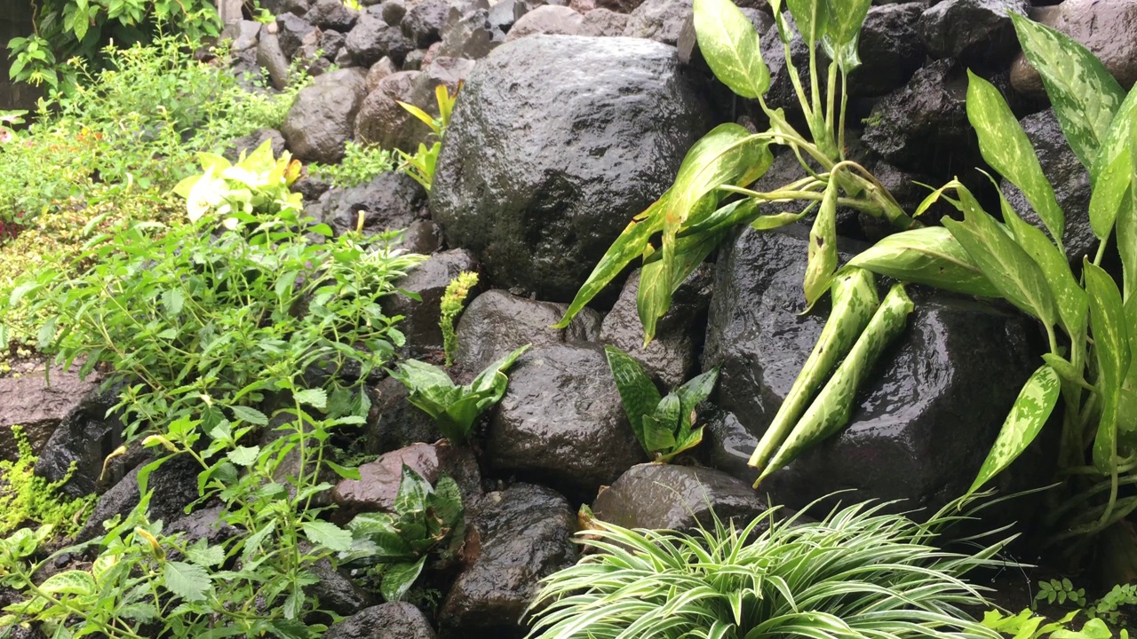 花园和雨视频素材