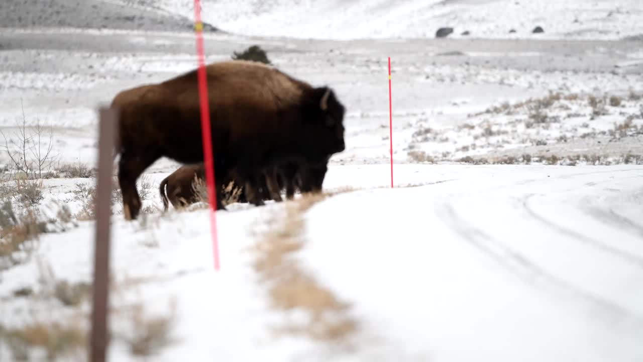 野牛或野牛在雪中过马路或爬陡坡视频素材