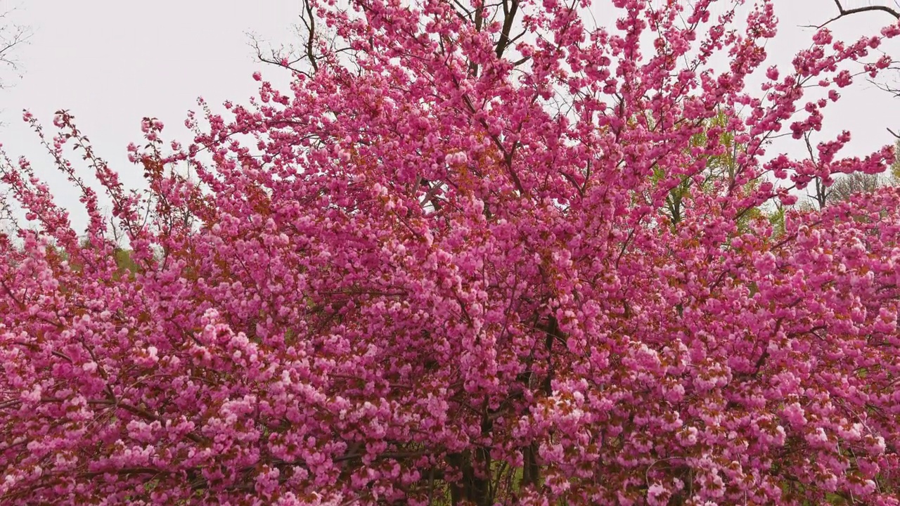 日本的樱花在春天盛开视频素材