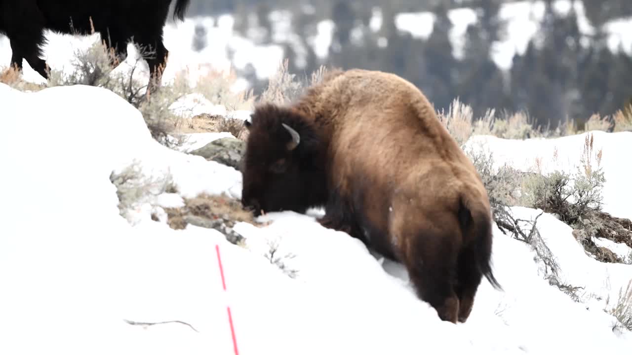 水牛或野牛在雪地里爬陡坡吃草视频素材