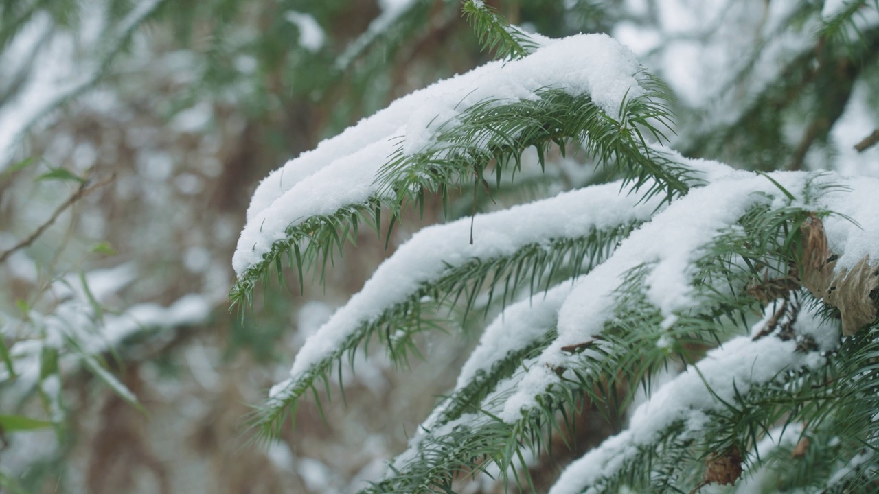 雪在雪中覆盖着云杉视频素材