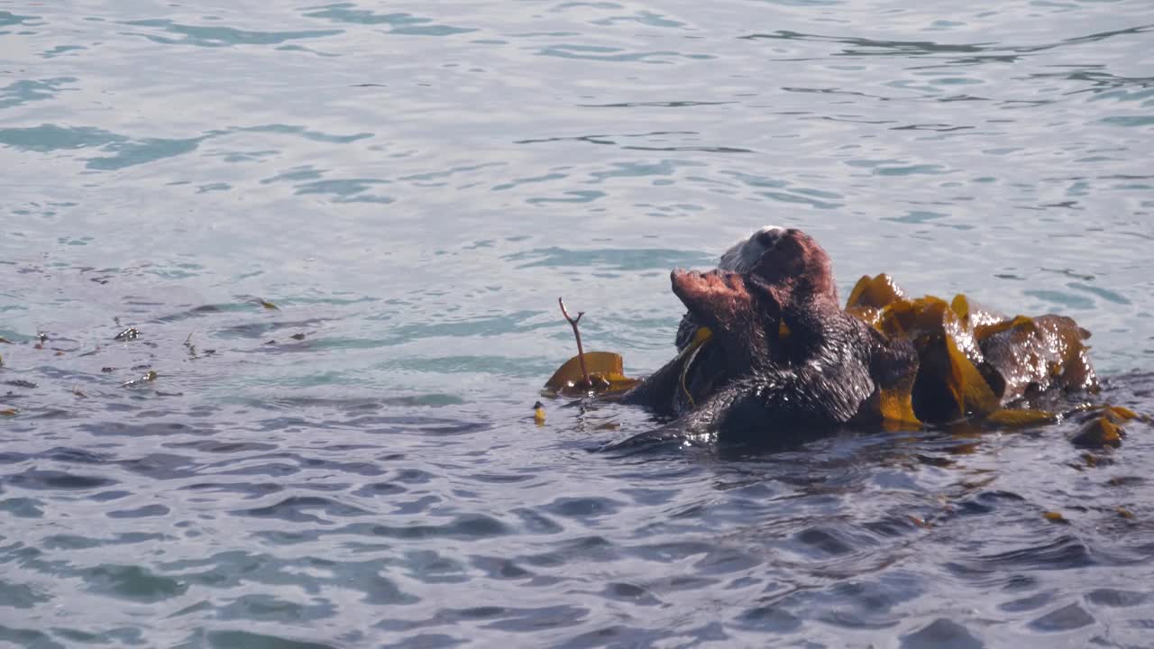 野生海獭海洋动物游泳在海水中，加利福尼亚海岸野生动物。视频素材