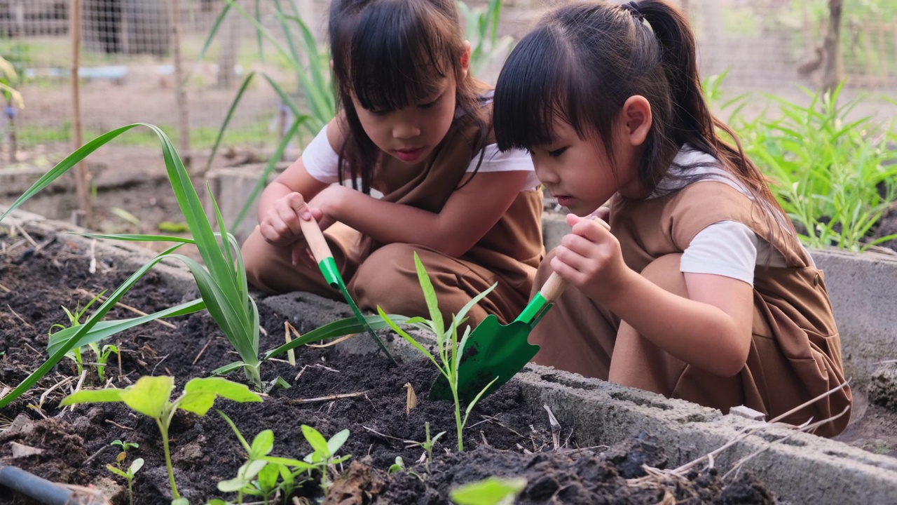 亚洲姐妹在后院菜园种植幼树。视频素材