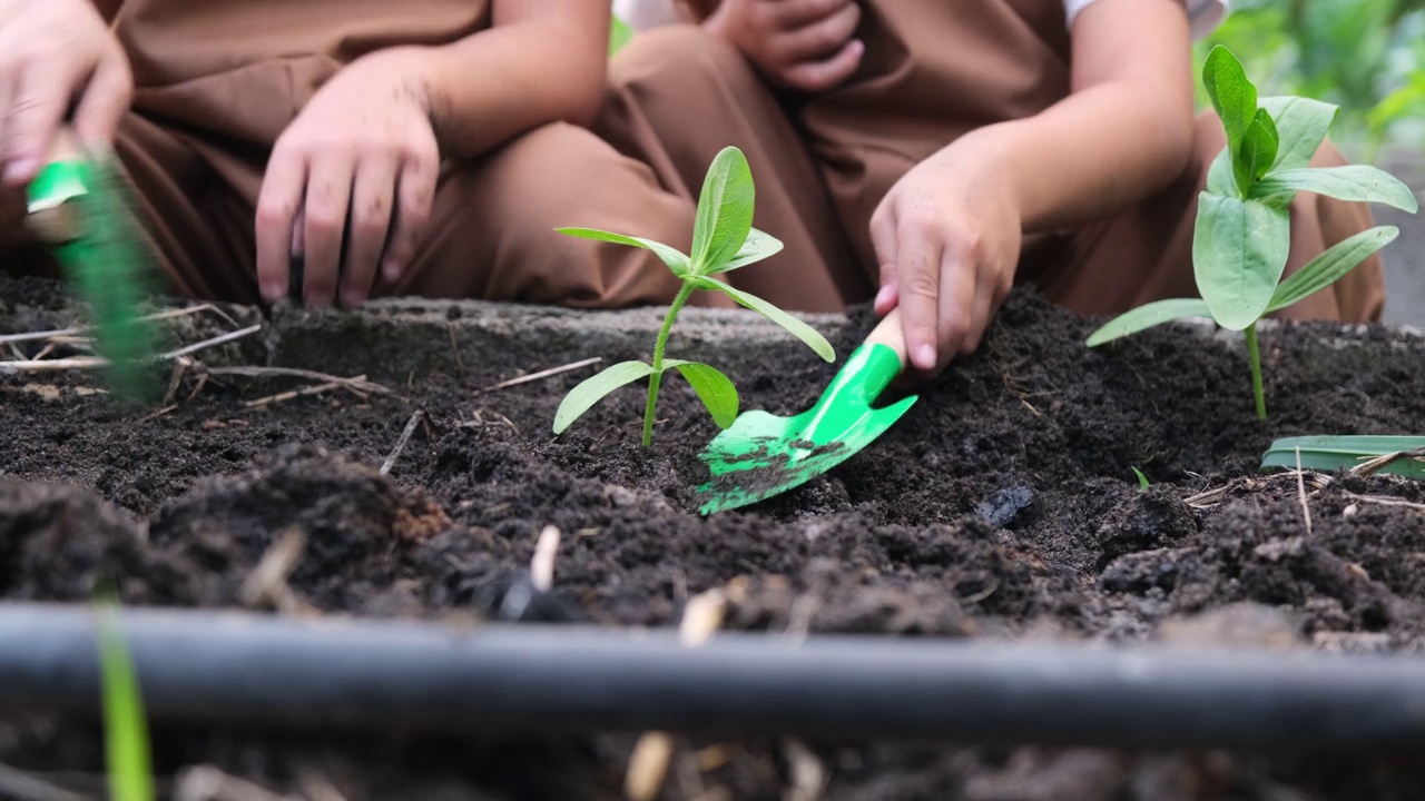 亚洲姐妹在后院菜园种植幼树。视频素材