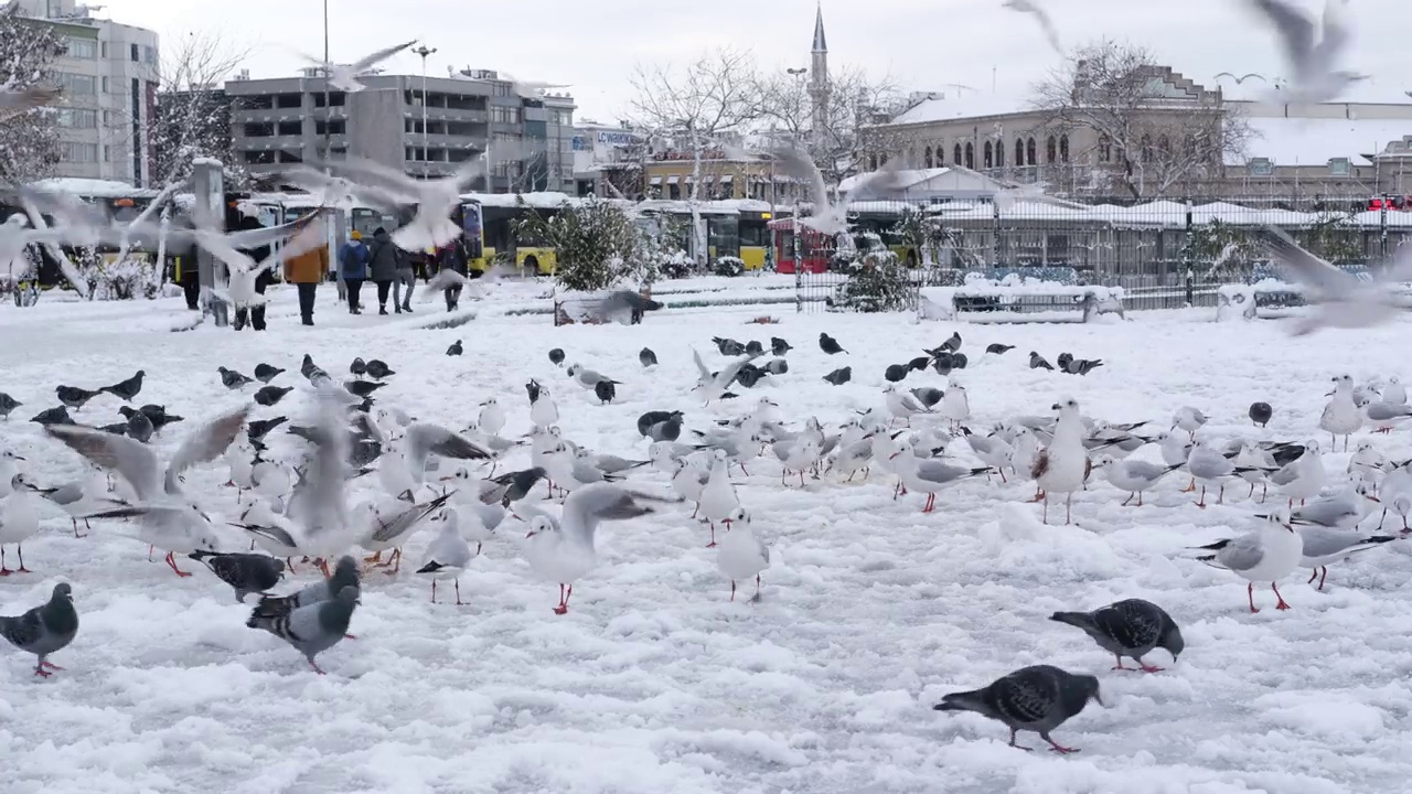 在大雪纷飞的伊斯坦布尔卡迪科伊，海鸥和鸽子正在觅食视频素材