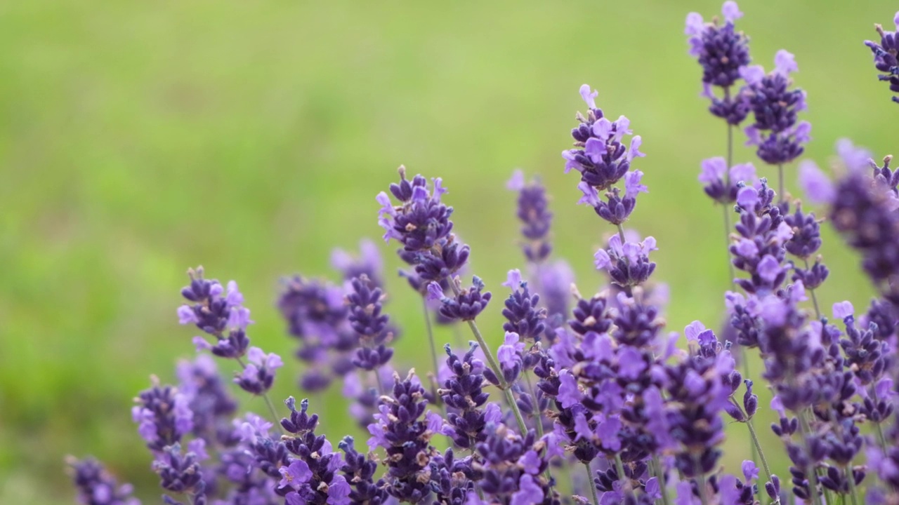 美丽的紫罗兰色自然背景。花园里盛开的薰衣草。紫色或非常周围的颜色自然背景。视频素材