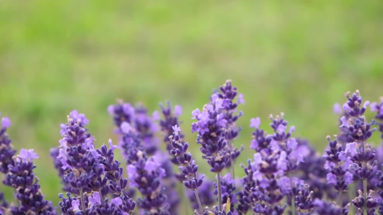 美丽的自然背景。草地上盛开的薰衣草和大黄蜂。特写镜头，慢动作，选择性对焦。紫红色，非常漂亮。视频素材