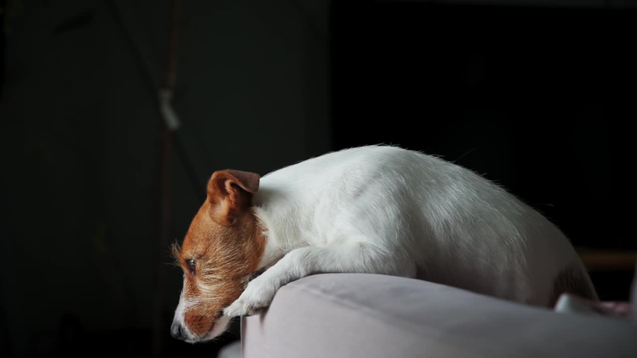 狗躺在沙发上，看着窗户视频素材