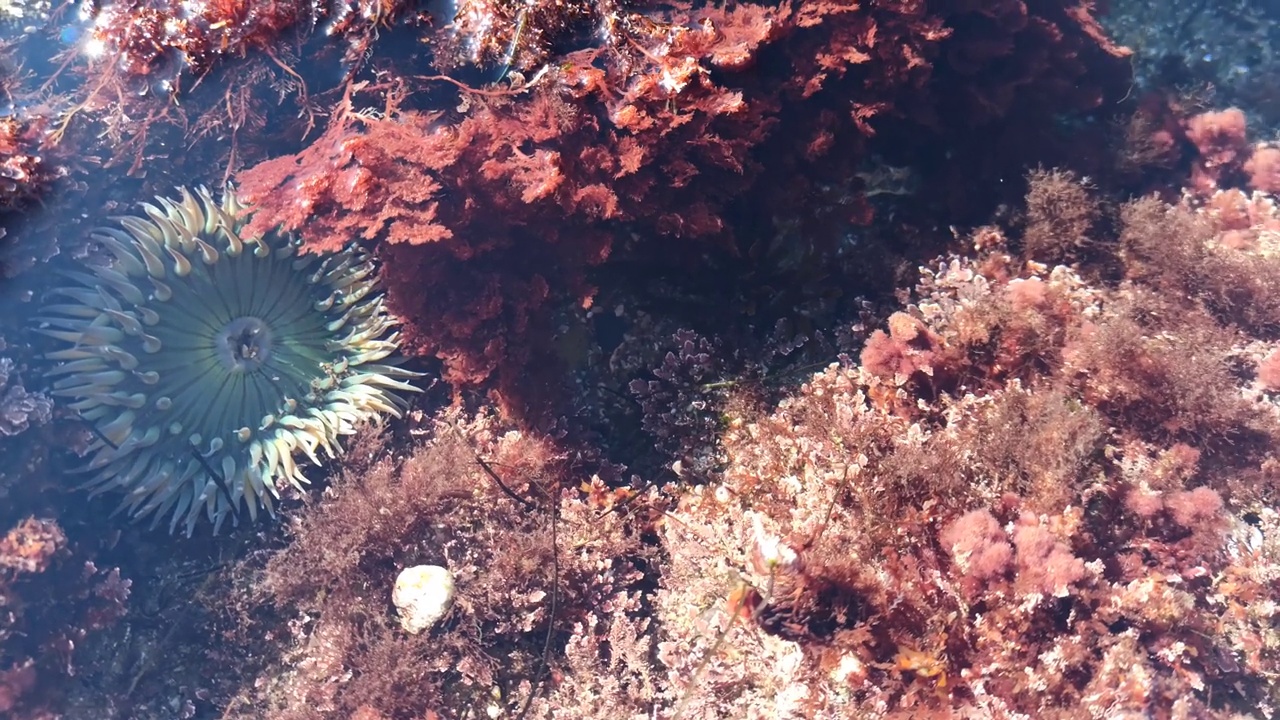 海葵触须在潮池水中，海葵在潮池中。海葵目息肉视频素材