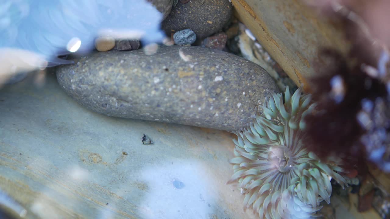 海葵触须在潮池水中，海葵在潮池中。海葵目息肉视频素材