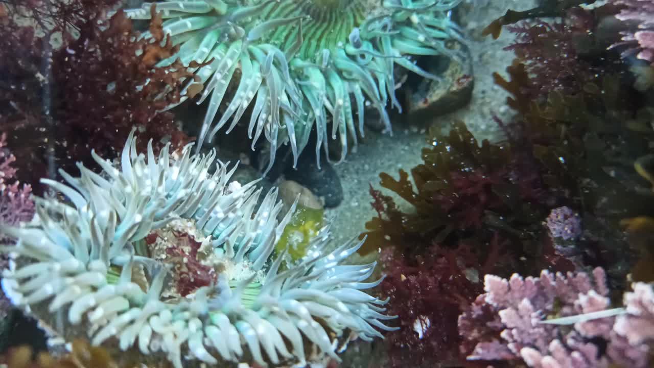 海葵触须在潮池水中，海葵在潮池中。海葵目息肉视频素材