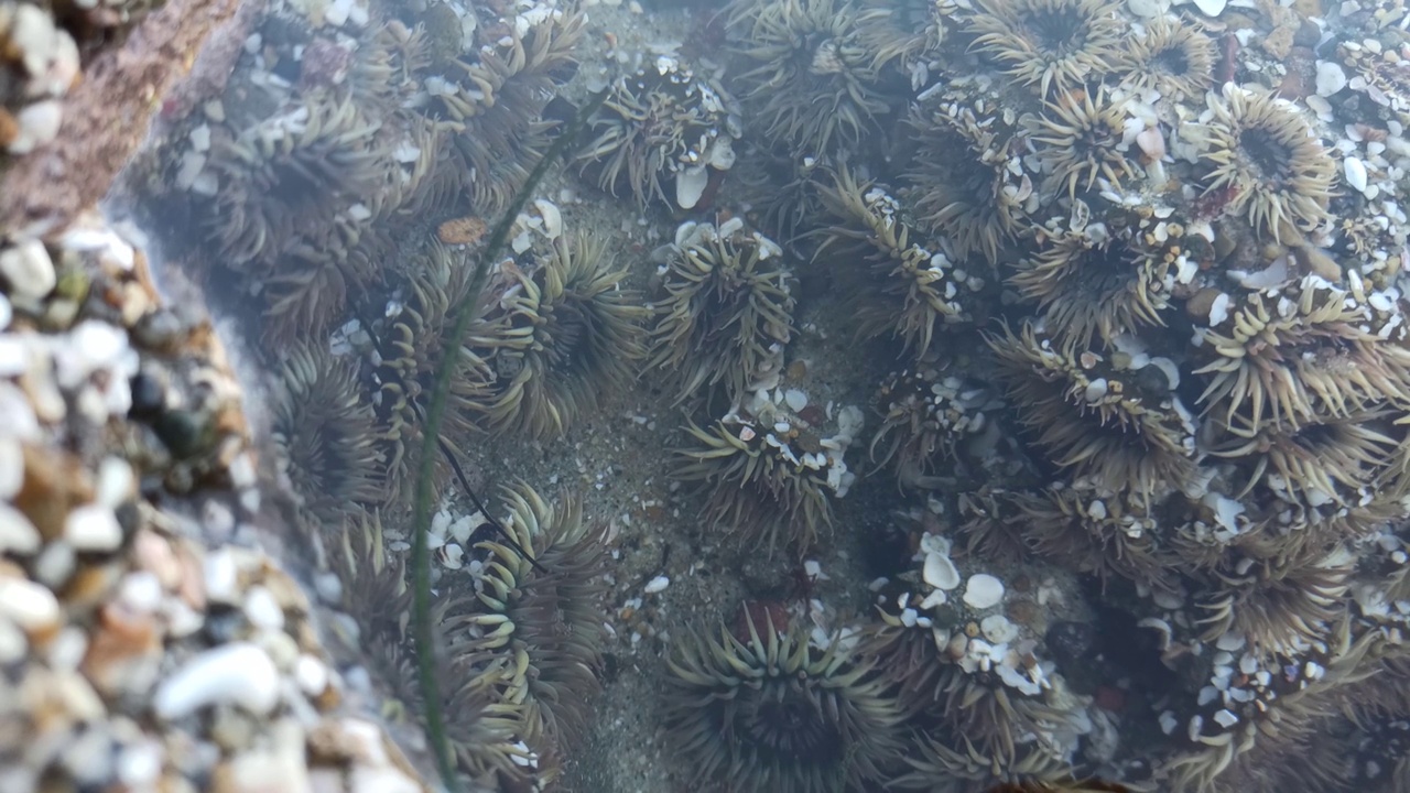 海葵触须在潮池水中，海葵在潮池中。海葵目息肉视频素材