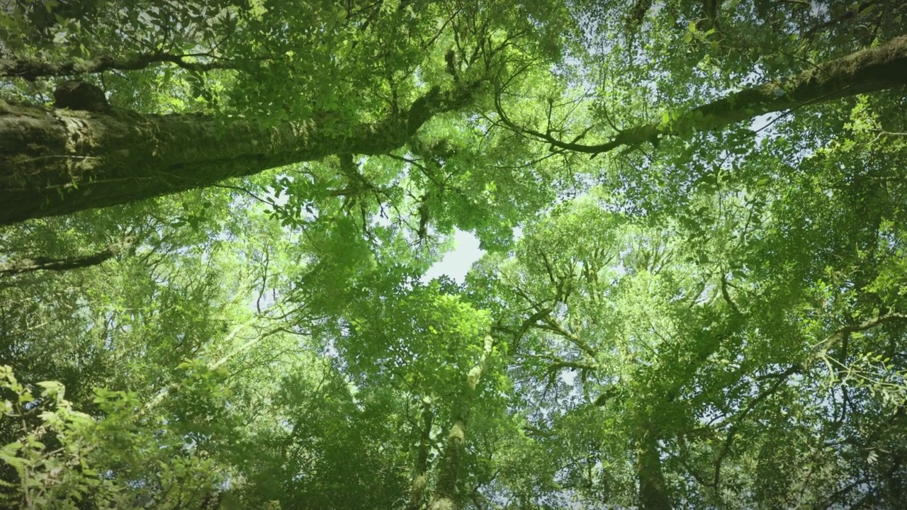 在早晨的阳光下，从下往上看到郁郁葱葱的绿色树叶。春夏背景。视频素材