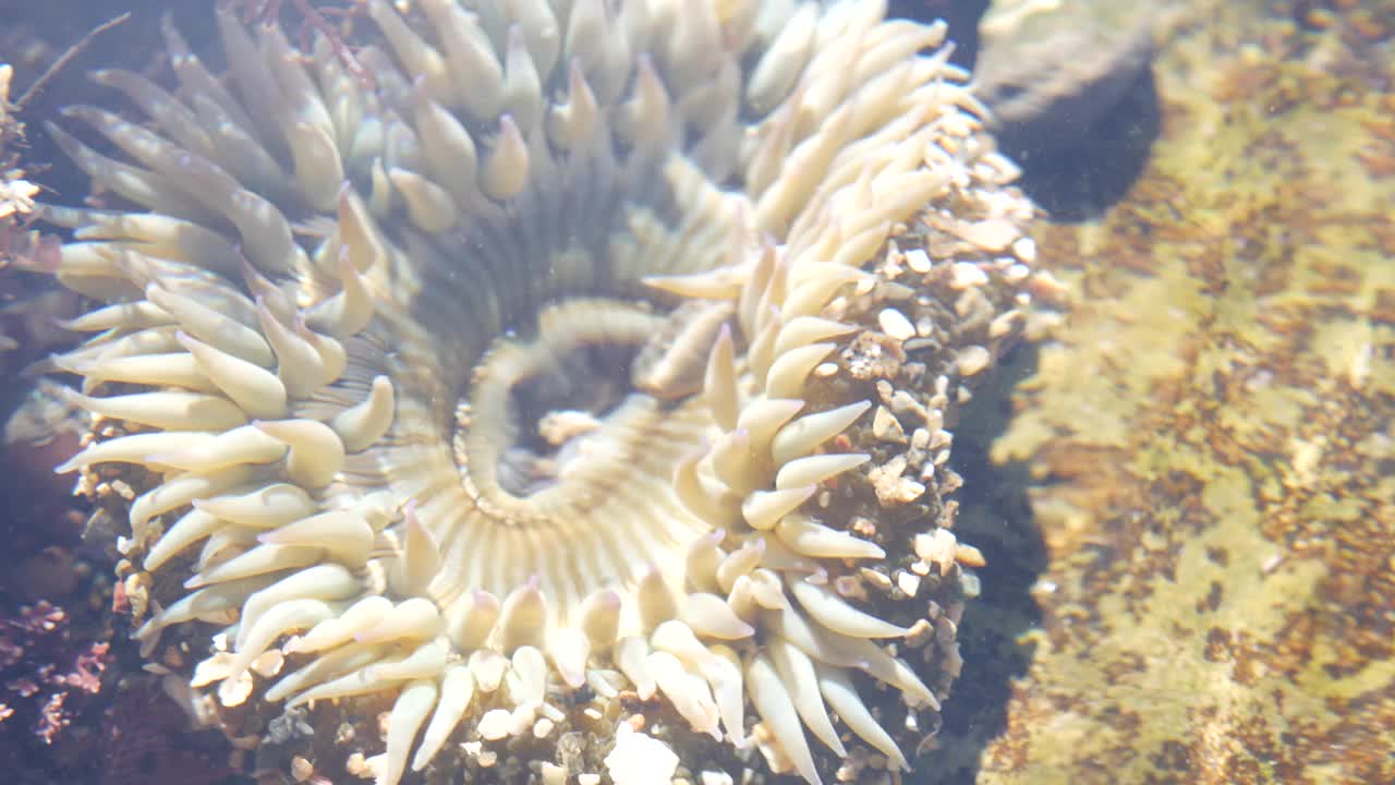 海葵触须在潮池水中，海葵在潮池中。海葵目息肉视频素材