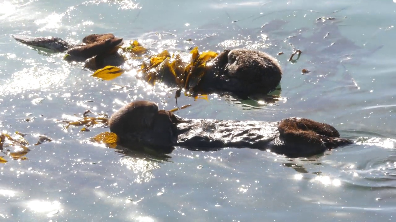 野生海獭海洋动物游泳在海水中，加利福尼亚海岸野生动物。视频素材