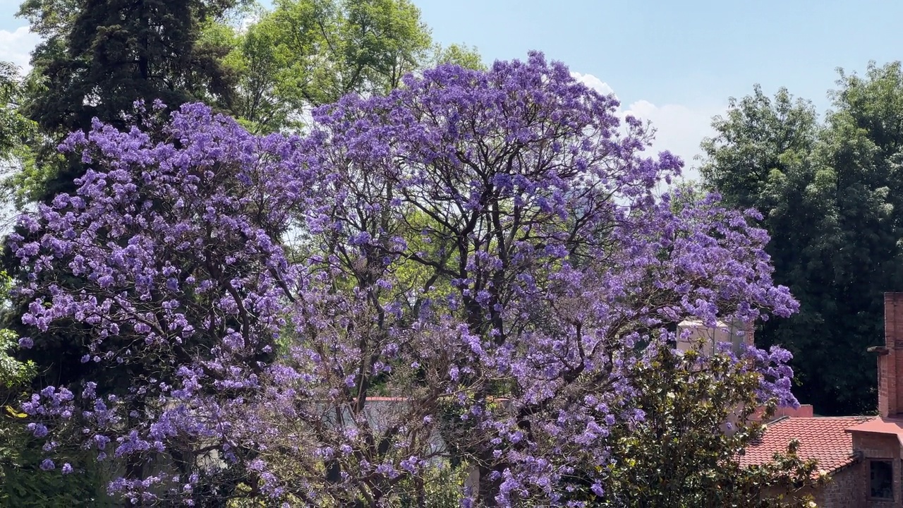 蓝花楹树视频素材