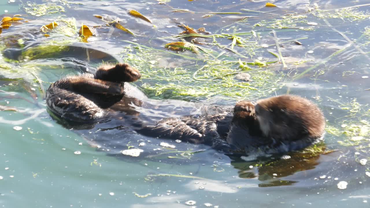 野生海獭海洋动物游泳在海水中，加利福尼亚海岸野生动物。视频素材