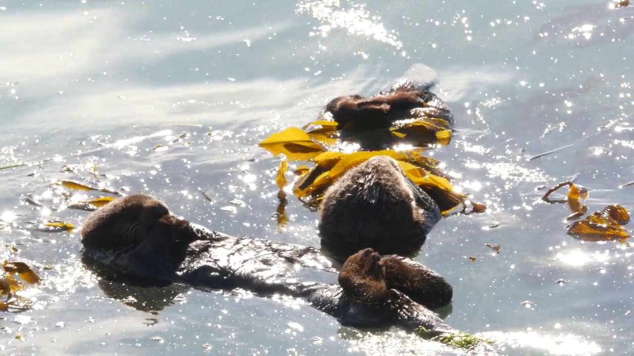 野生海獭海洋动物游泳在海水中，加利福尼亚海岸野生动物。视频素材