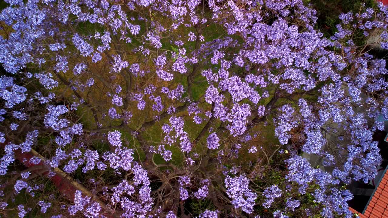 蓝花楹树视频素材