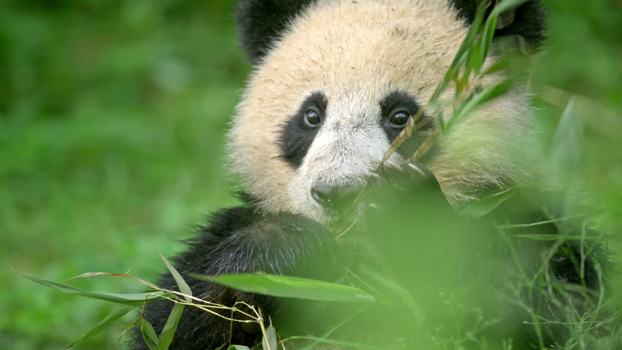 年轻的大熊猫咀嚼竹枝在森林，中国视频素材