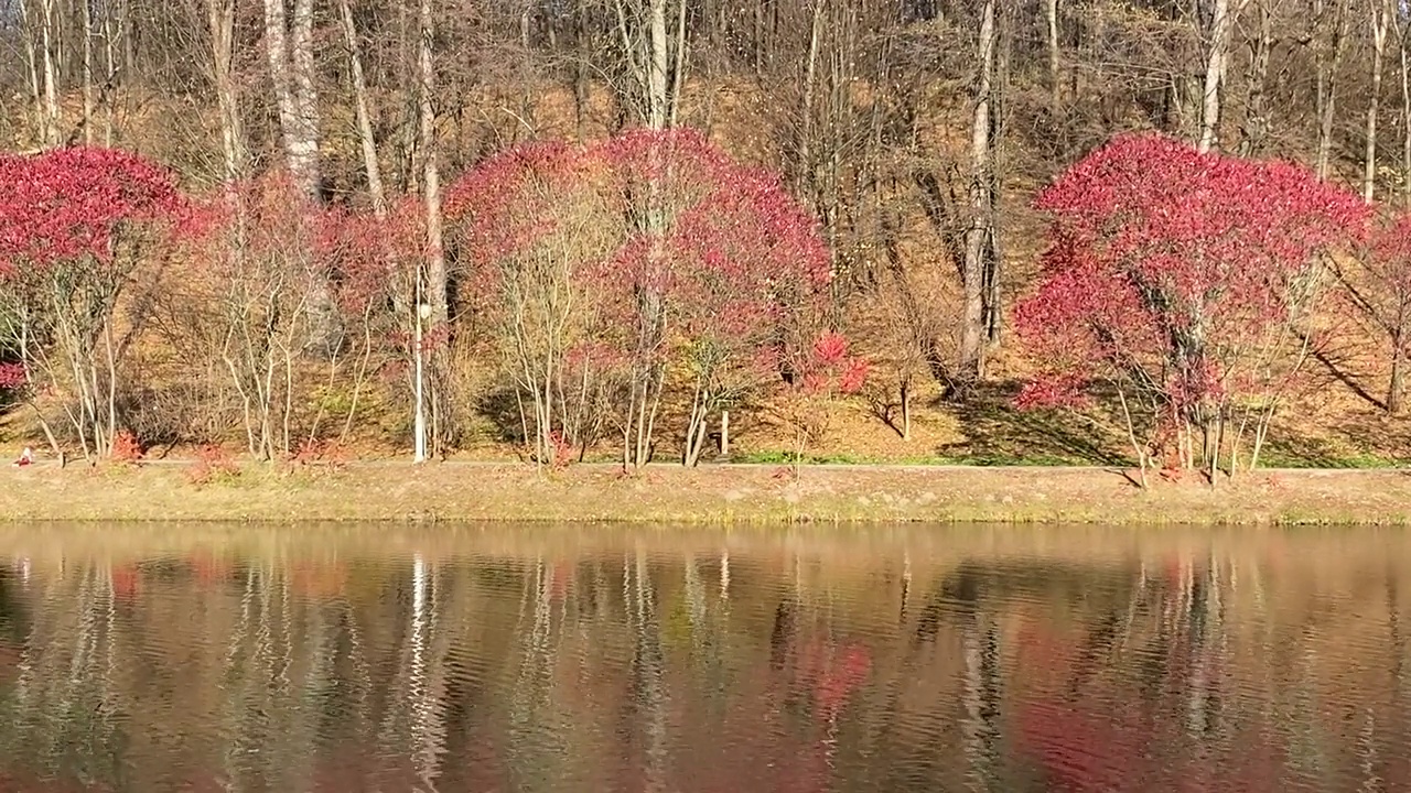 湖边美丽的秋天公园。在阳光明媚的日子里，令人惊叹的秋季景观。岸边的红漆树。视频素材