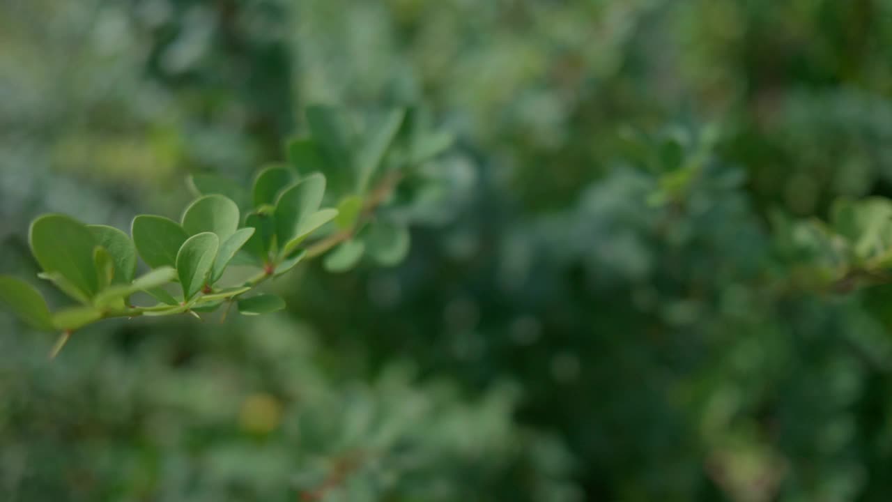 镜头沿着一根灌木的绿色树枝滑过视频素材