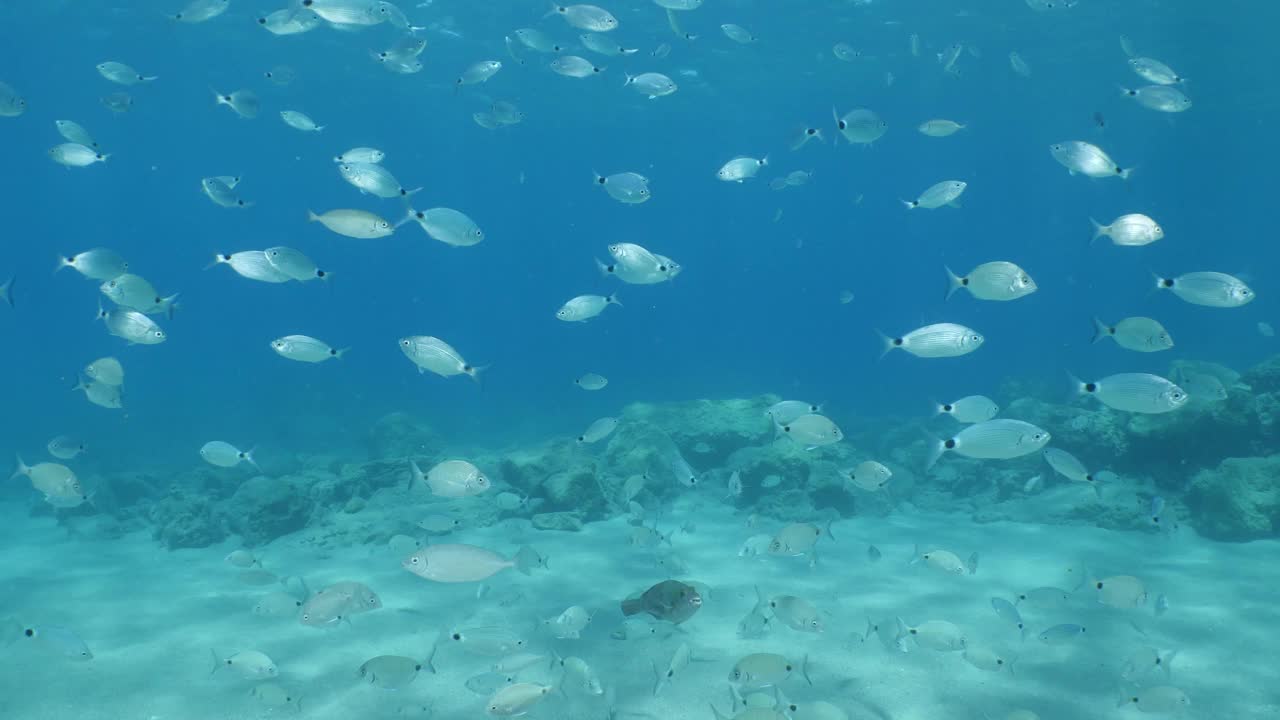 鱼风景水下阳光光束太阳光线水下地中海阳光照耀放松海洋风景视频素材