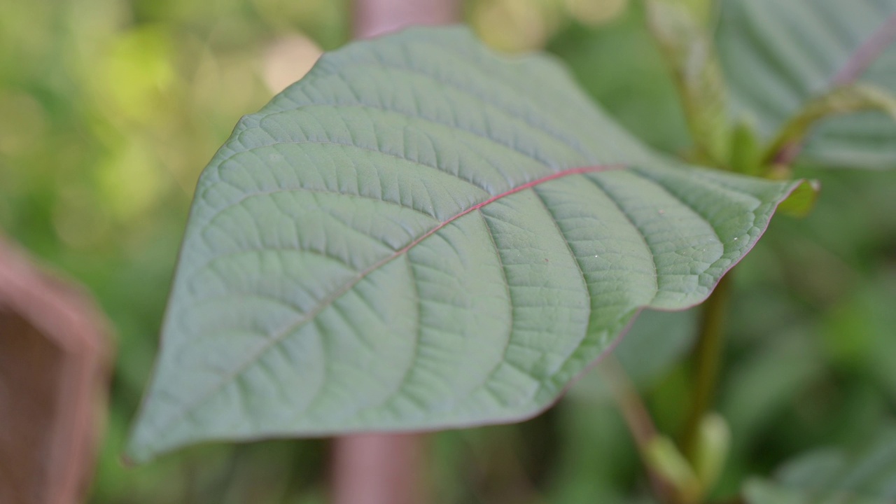 Kratom绿色是一种药物视频素材