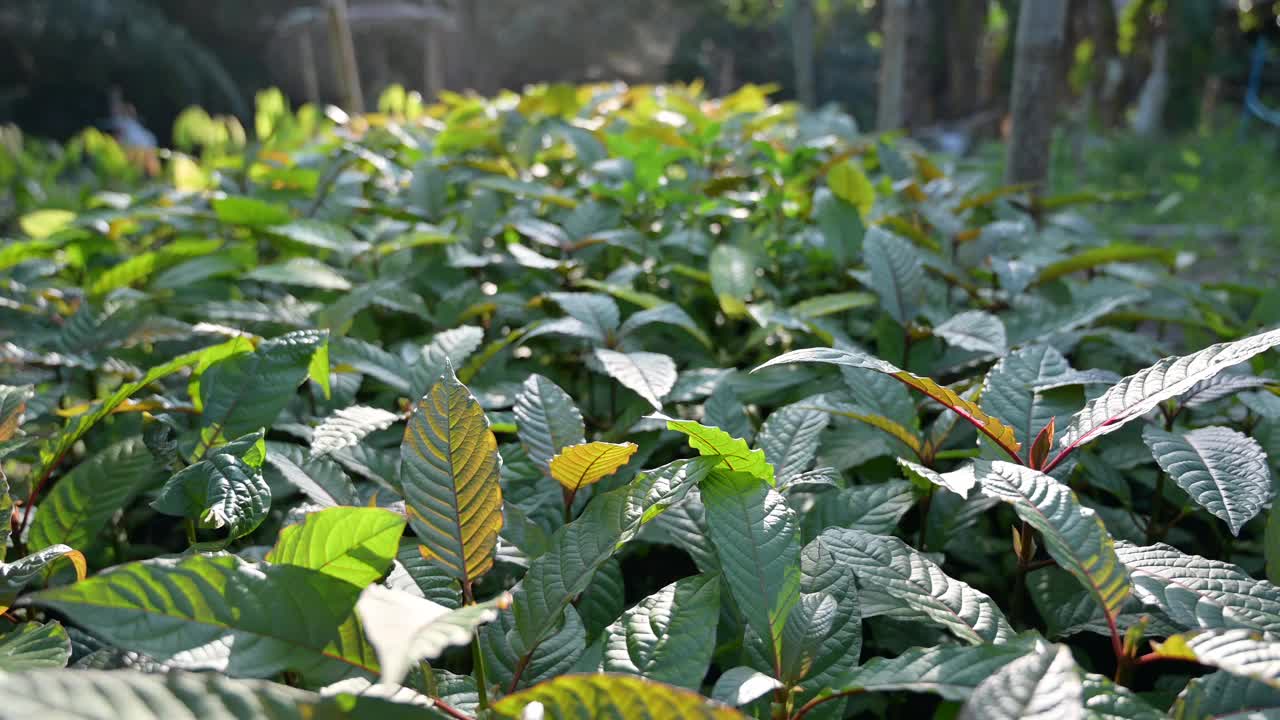 树苗绿是一种药物视频下载