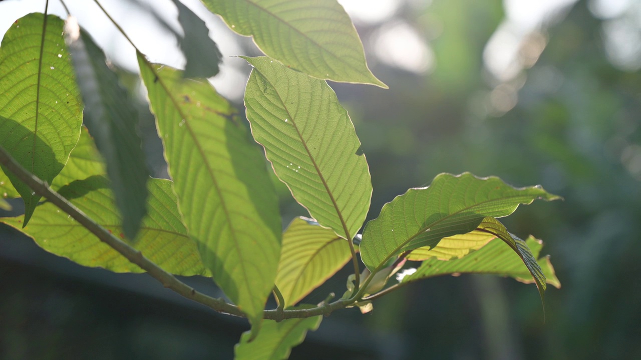 Kratom绿色是一种药物视频素材